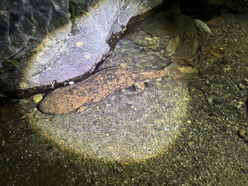 オオサンショウウオ